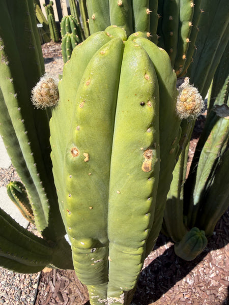T scopulicola “Aragón” (10-12” Tip cutting)