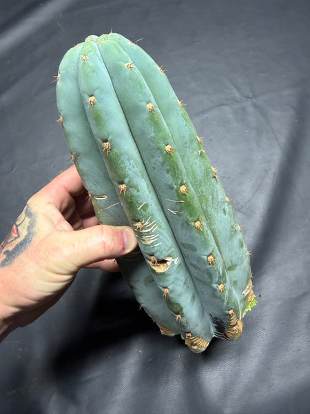 T peru "Shawty" (Icaro Pheno 4) (11" MID Cuts)