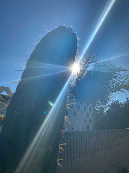 T peru “Grandfather” x T  scopulicola “Super Pedr0” SEEDS