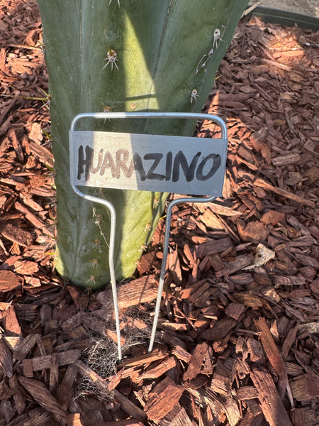 T pach "Huarazino" (10-11” Tip cutting)