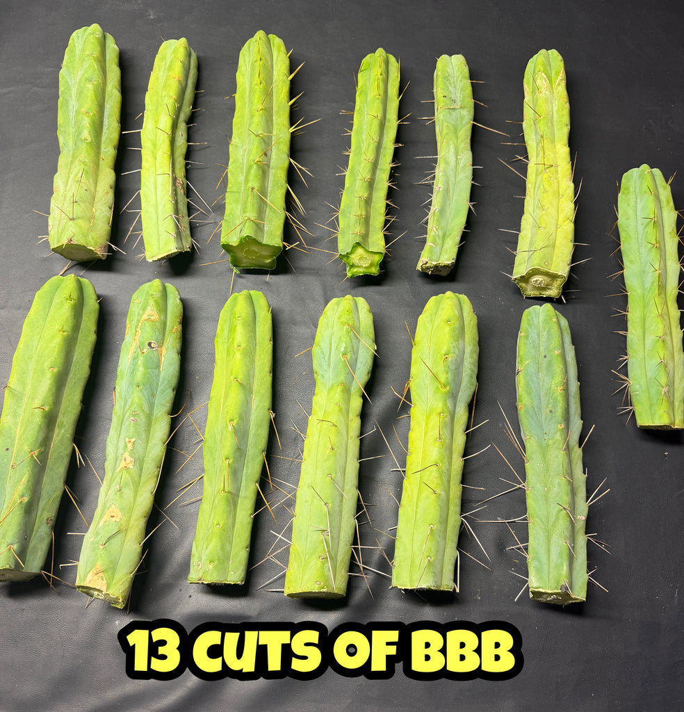 [the BBB cuts] (13 pack of 11-12” Tip Cuts) (Baker’s Dozen Box)
