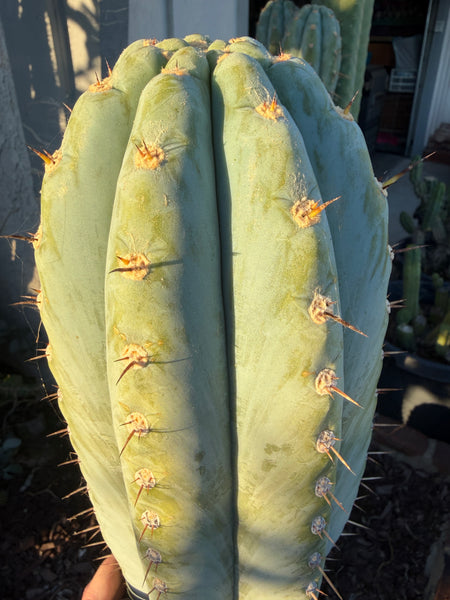 T peru "BBG 48.1540" (10-11" Tip Cutting)