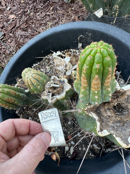 T macrogonus “RS004” (Mother Plant Starter in 5 gal pot) (Very mature roots)
