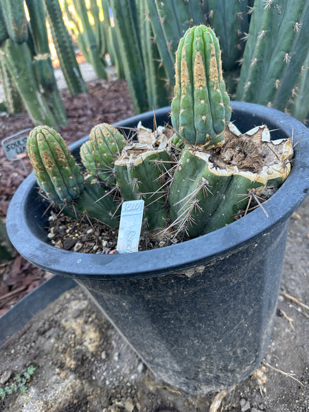 T macrogonus “RS004” (Mother Plant Starter in 5 gal pot) (Very mature roots)