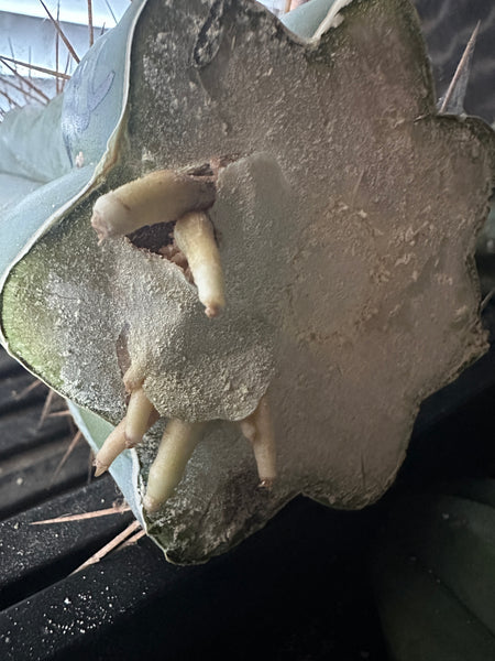 Mallacht's Rooting Powder (250g) (1% IBA)