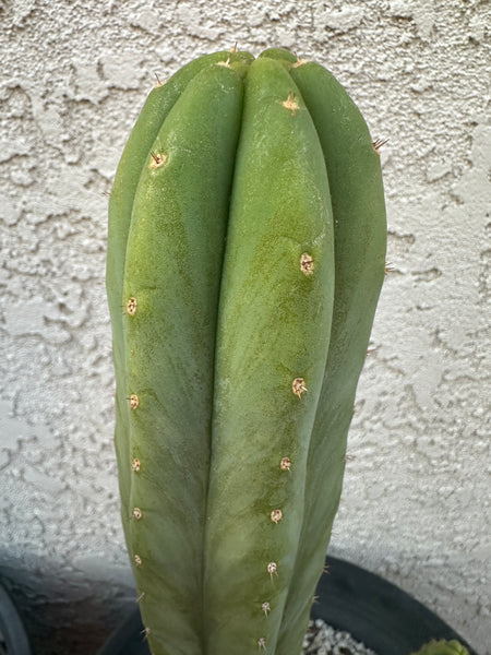 T pach JN30 “Roadside” (10-11” Tip Cutting)