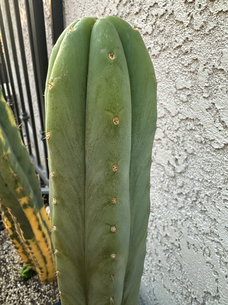 T pach JN30 “Roadside” (10-11” Tip Cutting)