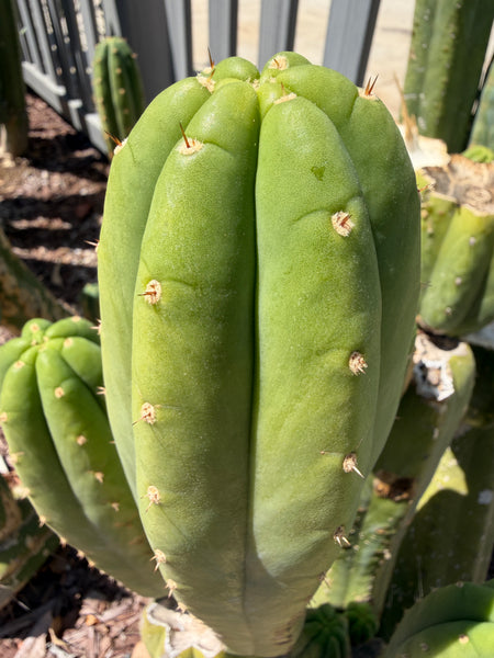 T pach "Legendary Matucana Pach" (LMP) (11-12” Tip cutting)