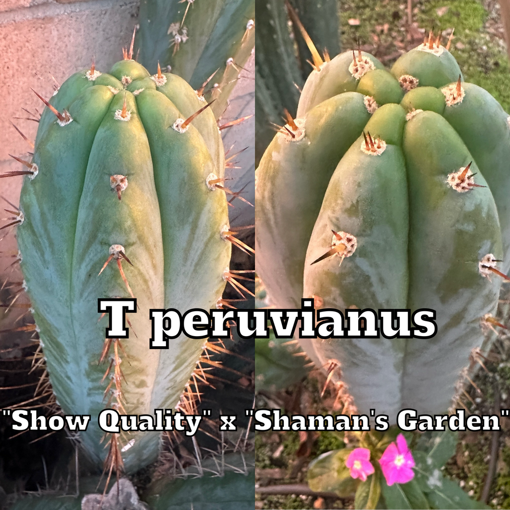 T peru “Show Quality Peru” x T  peru “Shaman’s Garden” SEEDS