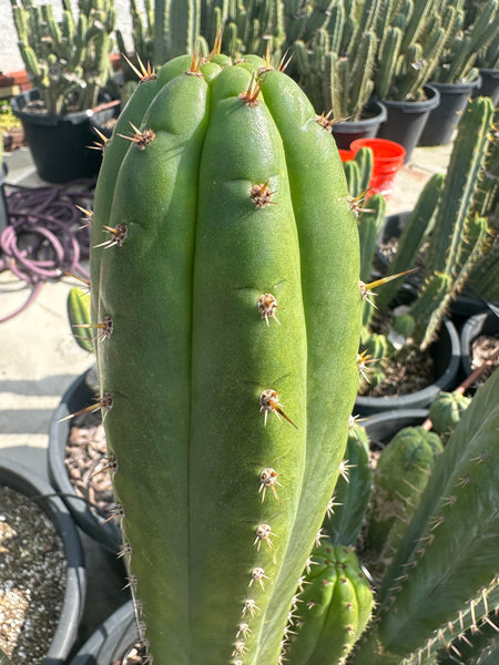 T pach "Torres & Torres" (10-11 in Tip cutting)