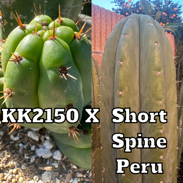 T pach “KK2150” x T  peru “Short Spine Peru” SEEDS (Very Limited Quantities)