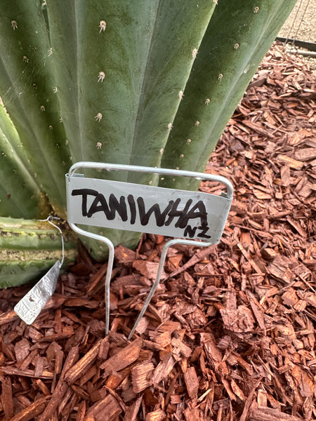 T pach “Taniwha” (10-11" Tip Cutting) (NZ)