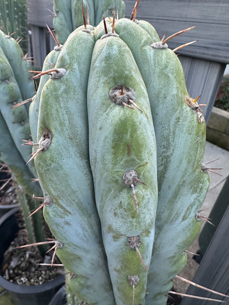 T peru “Doc Ellis” x T macrogonus ”Verne” SEED