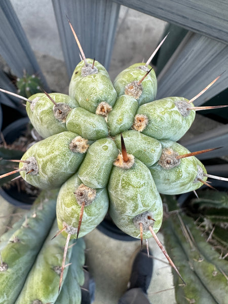 T peru “Doc Ellis” x T macrogonus ”Verne” SEED