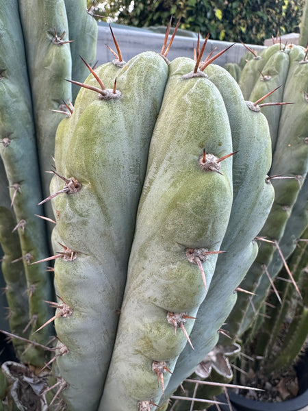 T peru “Doc Ellis” x T macrogonus ”Verne” SEED