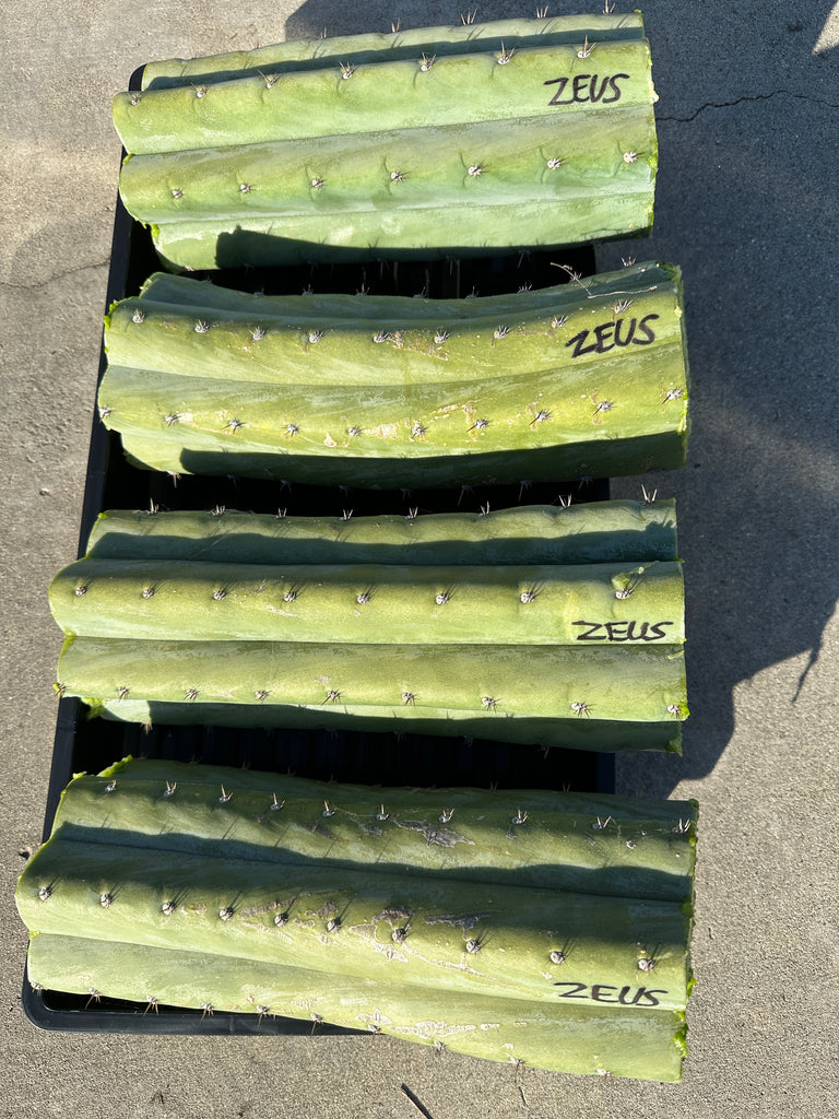 T pach "Zeus" (Egypt) (11” MID cuts)