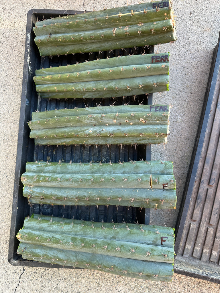 T peru "Ferret" (AUS) (10-11” MID cuts)