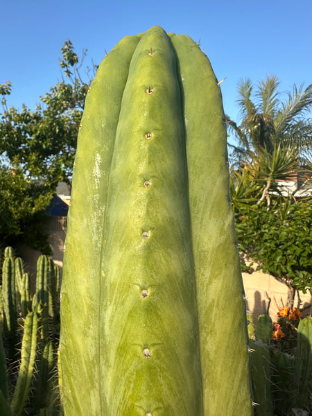 T pach "Tom Juul’s Giant" (TJG) (10-11" Tip cutting)