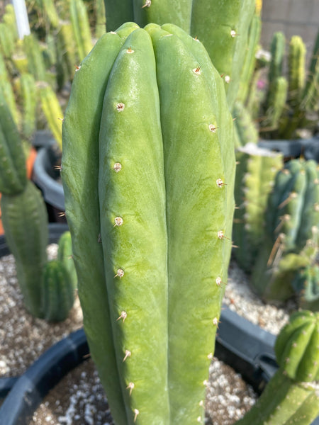 T pach ”Tom Juul’s Giant” OP (Open Pollinated) SEED