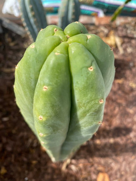 T pach ”Tom Juul’s Giant” OP (Open Pollinated) SEED