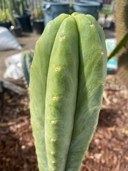 T pach ”Tom Juul’s Giant” OP (Open Pollinated) SEED