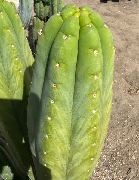 T peru “Grandfather” x T  pach “Ogun” SEEDS