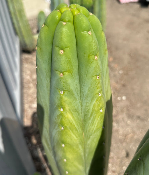 T peru “Grandfather” x T  pach “Ogun” SEEDS