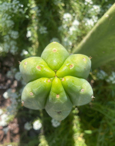 T peru “Grandfather” x T  pach “Ogun” SEEDS