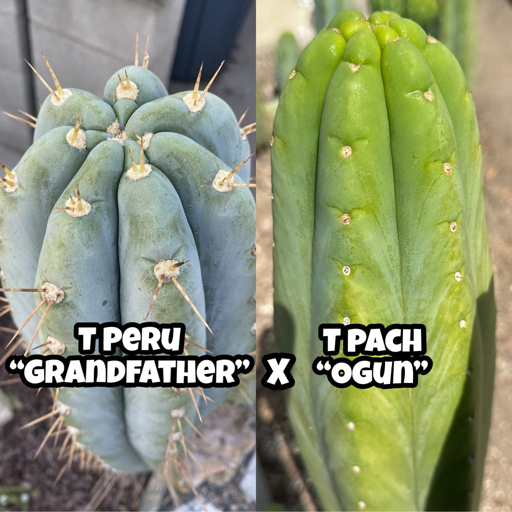 san pedro cactus seeds for sale T peru “Grandfather” x T pach “Ogun” SEEDS – Mallacht's Plants