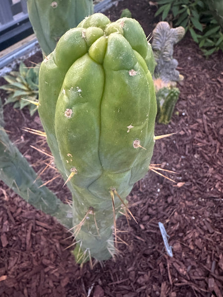 Tricho “Bruce’s Dragon” (10-11” Tip Cutting)
