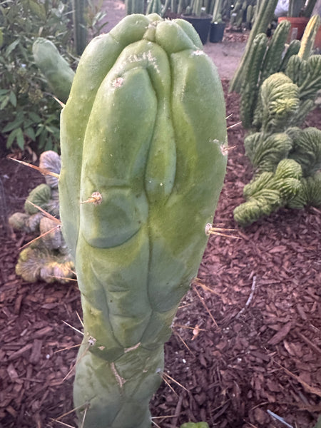 Tricho “Bruce’s Dragon” (10-11” Tip Cutting)
