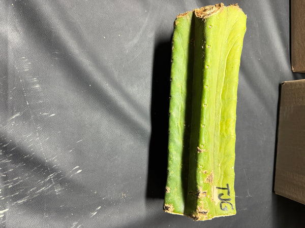 T pach "Tom Juul’s Giant" (TJG) (12" MID cut)