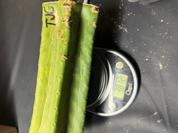 T pach "Tom Juul’s Giant" (TJG) (12" MID cut)