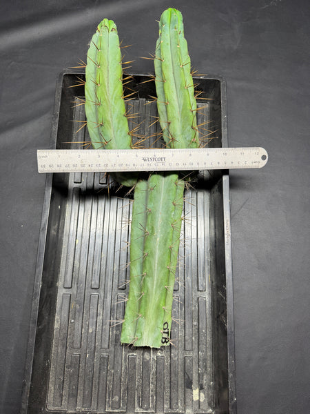 T bridge "OTB" (19” Large mother plant starter)