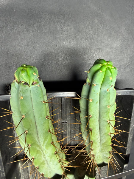 T bridge "OTB" (19” Large mother plant starter)