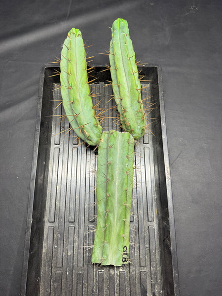 T bridge "OTB" (19” Large mother plant starter)