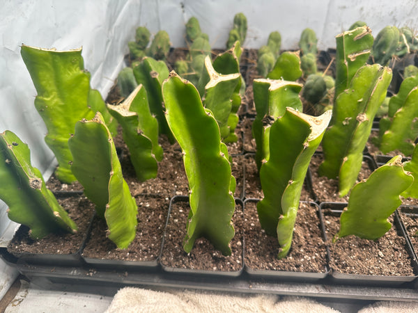 Hylocereus undatus, Dragon Fruit "White Flesh" - [ROOTED CUTTING, 3.5" POT] - Self fertile variety! (BUY ONE GET ONE FREE!!)