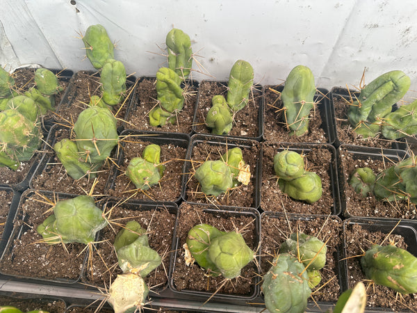 T bridge monstrose (TBM) “Penis Plant” (Clone B) [Well Rooted in 3.5” pot]