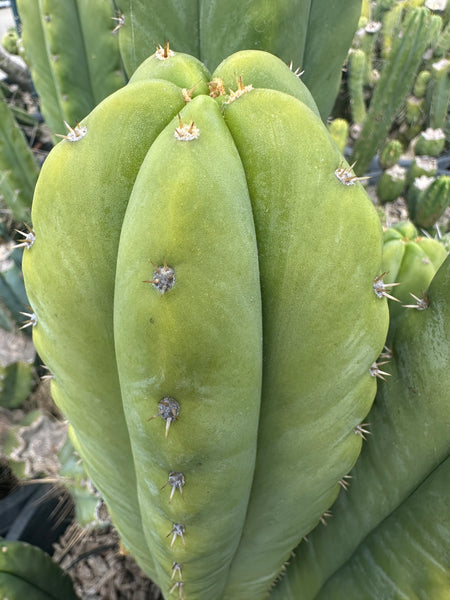 T scopuIicola "SCG16" (10-11” Tip cutting)