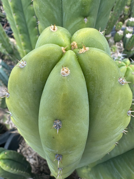 T scopuIicola "SCG16" (10-11” Tip cutting)