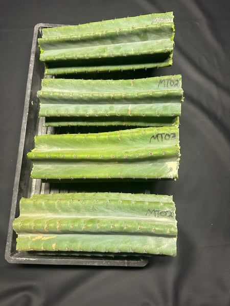 T pach "MT02" (Aplantis Collection) (11” MID cuttings)