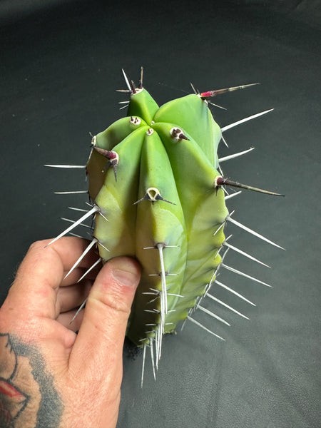 Blue Myrtle Cactus, Myrtillocactus geometrizans [Rare Red-Spined Form] (8-10" TIP Cutting)