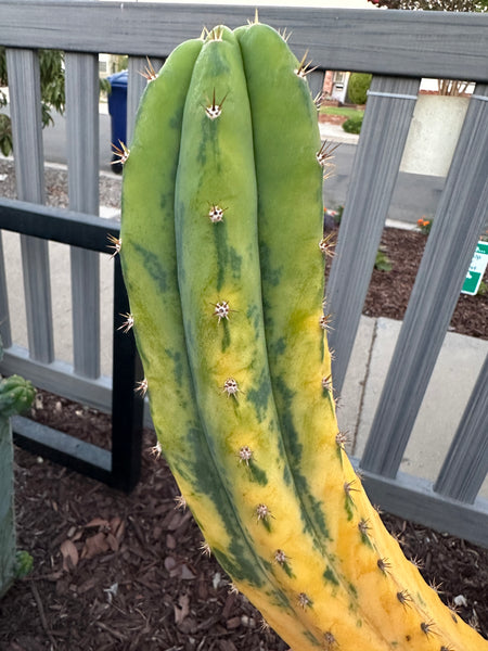 T pach "Green Leopard" [Variegated] (12" MID Cut)
