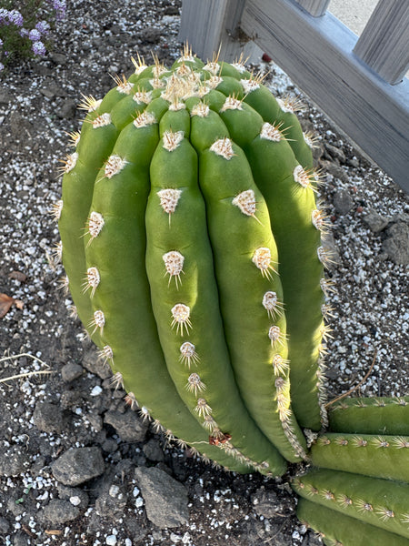 T tersheckii “SASS” (AUS Import) (8-9" Tip cutting)