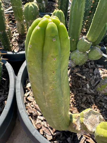 T pach "Ogun" (Previously Grafted) (10-11” Tip cutting)