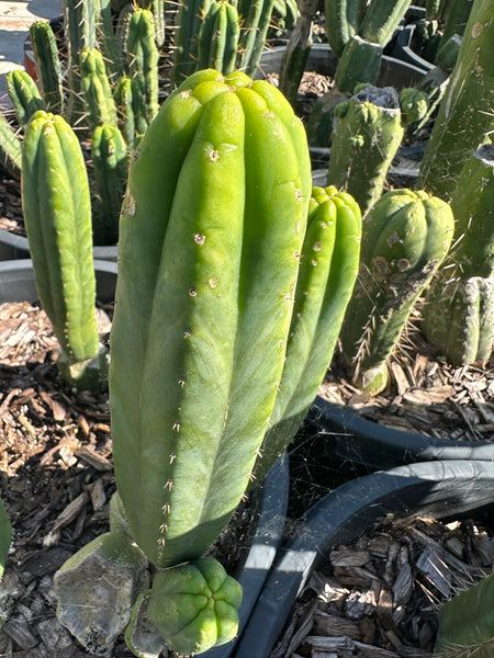 T pach "Ogun" (Previously Grafted) (10-11” Tip cutting)