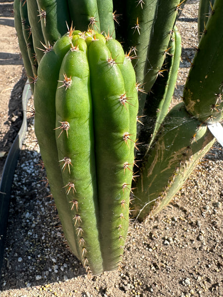T pach "Ayacucho" (SS) (10-12 in Tip cutting)