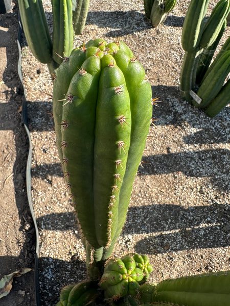 T pach "Ayacucho" (SS) (10-12 in Tip cutting)
