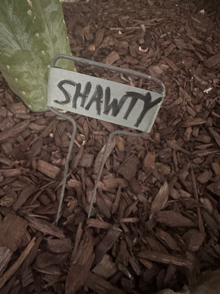 T peru “Shawty” (aka Icaro Pheno 4) x T peru ”Serra Blue” SEED