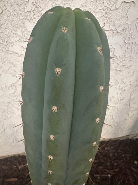 T peru “Doc Ellis” x T peru ”Shawty” (aka Icaro Pheno 4) SEED (Larger Packet Sizes!)